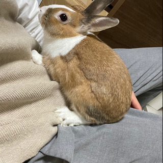 ウサギ 里親募集 ジモティー ウサギ 里親募集 ジモティー