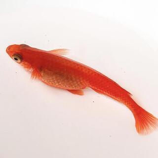 長野県の中古金魚が無料 格安で買える ジモティー 長野県の中古金魚が無料 格安で買える ジモティー