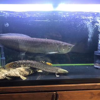 ブラックアロワナ 体調約55㌢ 熱帯魚 メダカ 錦鯉 まとめ売り4万円  