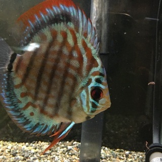 水槽関連 ディスカス ブリリアントターコイズ ペア？かも