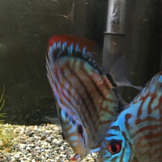 水槽関連 ディスカス ブリリアントターコイズ ペア？かも