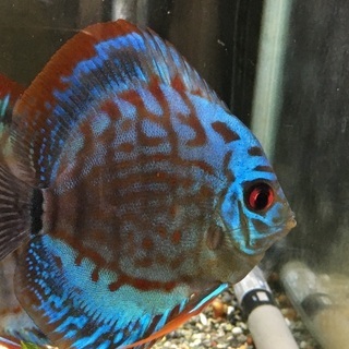 水槽関連 ディスカス ブリリアントターコイズ ペア？かも