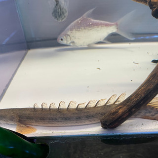 京都府 京都市の中古熱帯魚が無料 格安で買える ジモティー 京都府 京都市の中古熱帯魚が無料 格安で買える ジモティー