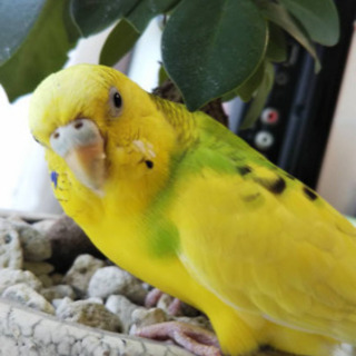 セキセイインコ　さがしてます😭　助けて下さい❗️