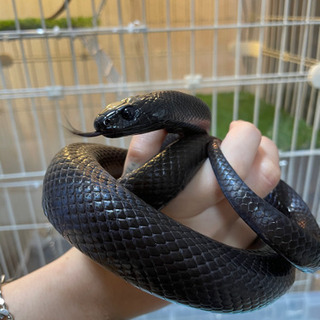 飼育している生き物で動物園を作ろう(ˊᗜˋ) - メンバー募集