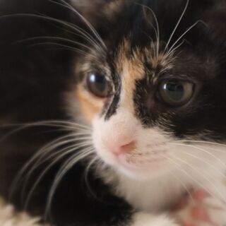 眼がパッチリの美猫　３ヶ月のミケ