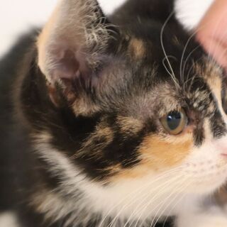 眼がパッチリの美猫　３ヶ月のミケ - 北九州市