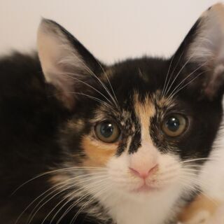 眼がパッチリの美猫　３ヶ月のミケ - 猫