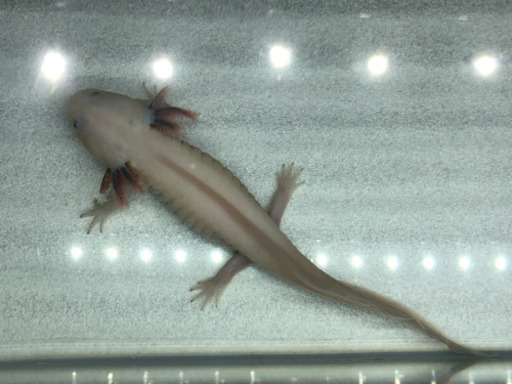 里親探し ウーパールーパー 黒目金環です 現在 取り引き中 Morizooo店長 藤沢のその他の中古あげます 譲ります ジモティーで不用品の処分