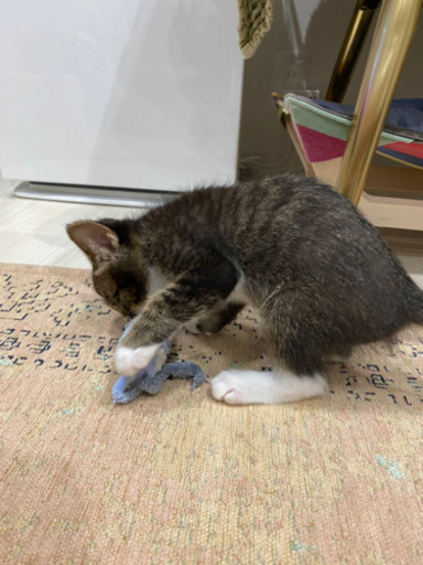 子猫キジ白白タビ約2ヶ月 (ちー) 網干の猫の里親募集｜ジモティー