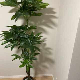 【ネット決済】観葉植物/パキラ/造物/ニトリ商品