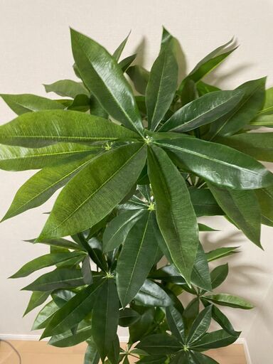 観葉植物/パキラ/造物/ニトリ商品 フェイクグリ | pphl2report.dolphin.com.np