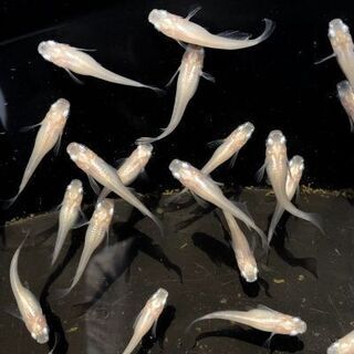 白メダカ若魚〜成魚、白めだか