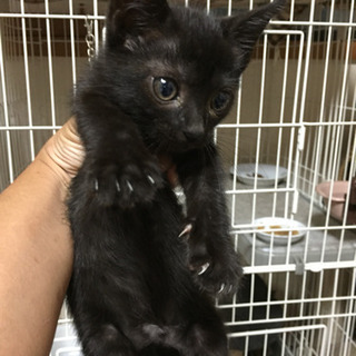 黒猫1ヶ月半から2ヶ月 - 堺市