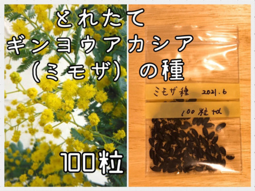 ラスト ギンヨウアカシア ミモザ の種21年6月採取 ぱんだ 扶桑のその他の中古あげます 譲ります ジモティーで不用品の処分 ラスト ギンヨウアカシア ミモザ の種21年6月採取 ぱんだ 扶桑のその他の中古あげます 譲ります ジモティーで不用品の処分