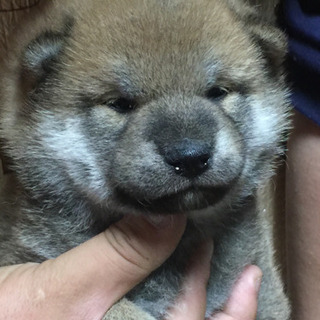 天然記念物の柴犬男の子兄弟です。