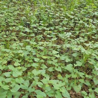 除草剤散布　お任せください♪の画像