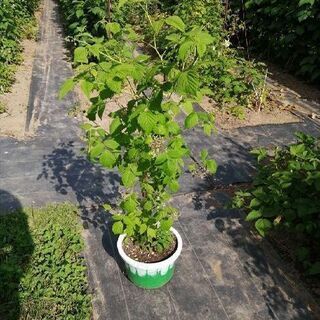 ラズベリー鉢植え