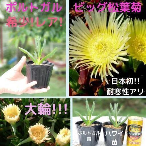 ポルトガルジャンボ松葉菊大輪根付5株希少ピンクアクリクリ 鈴木桃子 長者町のその他の中古あげます 譲ります ジモティーで不用品の処分