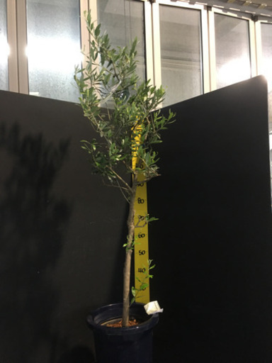 観葉植物　オリーブ　ミッション