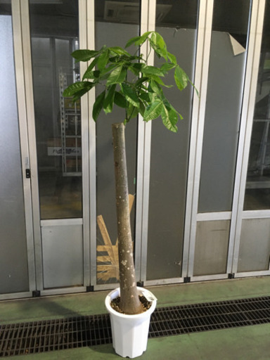 観葉植物　パキラ朴