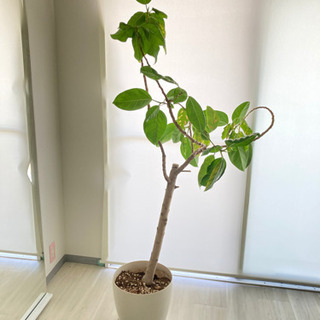 【値下げ】【商談中】観葉植物フィカスベンガレンシス