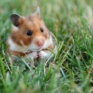 ハムスター　小鳥さんなどの極小動物のペット火葬　ペット葬儀　お骨...