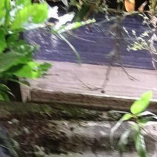 山で 蜂 入りました よかったらお譲りします