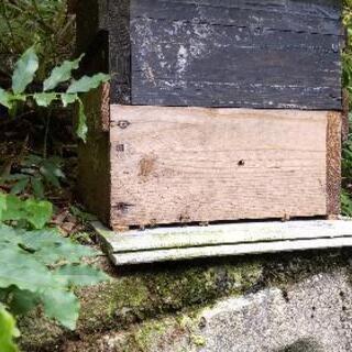 山で 蜂 入りました よかったらお譲りします