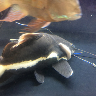 レッドテールキャット 訳あり 熱帯魚 早い方優先