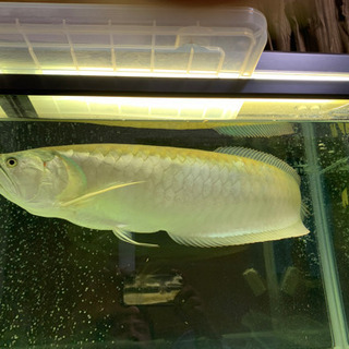 シルバーアロワナ　熱帯魚