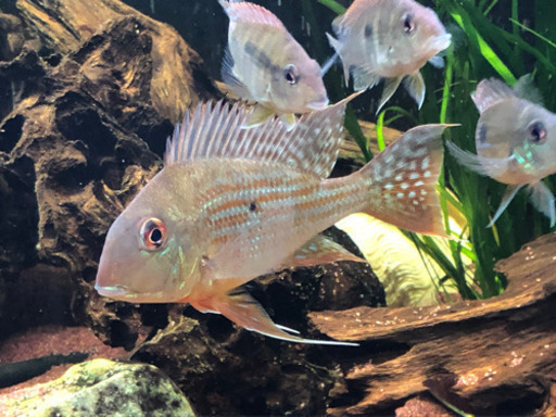 ゲオファーガススリナメンシス