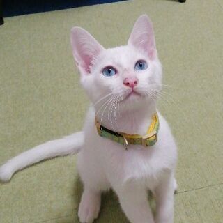 ブルーアイ 里親募集 ジモティー ブルーアイ 里親募集 ジモティー
