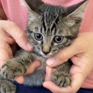 ★かわいい2か月の子猫です★の画像