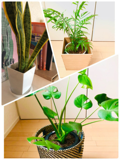 観葉植物　セット 3種類　鉢付き