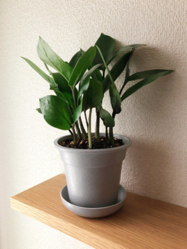 観葉植物　ザミオクルカス①　25cm　グレーカラーの3.5号の鉢と受け皿付き