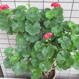 【ネット決済】八重咲き ゼラニウム 鉢植え 赤 手渡し希望 バラ咲き