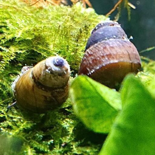 タニシ1匹無料 メダヤや熱帯魚 日淡などの小型魚に ジモティーアクア 宮之阪の家具の中古あげます 譲ります ジモティーで不用品の処分