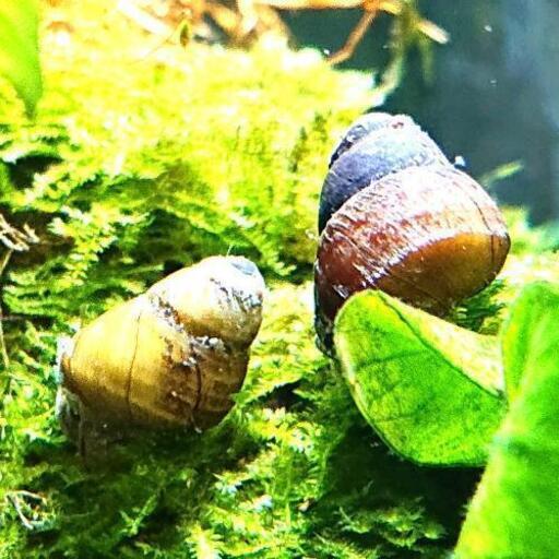 タニシ1匹無料 メダヤや熱帯魚 日淡などの小型魚に ジモティーアクア 宮之阪の家具の中古あげます 譲ります ジモティーで不用品の処分