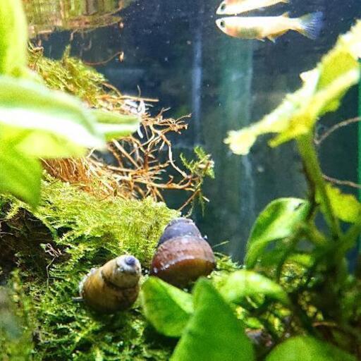 タニシ1匹無料 メダヤや熱帯魚 日淡などの小型魚に ジモティーアクア 宮之阪の家具の中古あげます 譲ります ジモティーで不用品の処分
