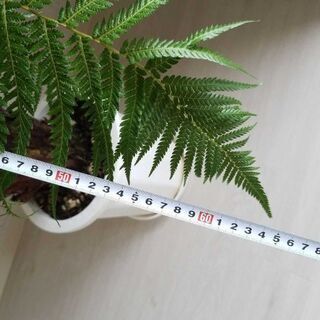 ディクソニア アンタルクティカ 観葉植物 