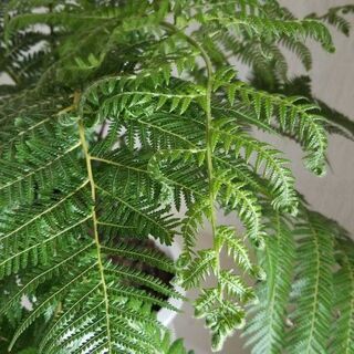 ディクソニア アンタルクティカ 観葉植物 