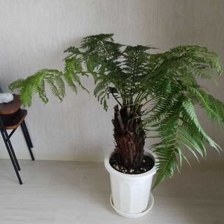 ディクソニア アンタルクティカ 観葉植物 