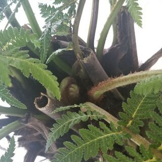 ディクソニア アンタルクティカ 観葉植物 