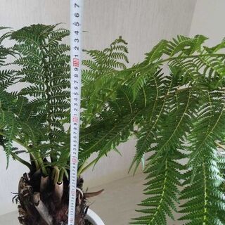 ディクソニア アンタルクティカ 観葉植物 