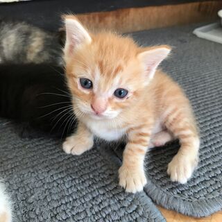 生後1ヶ月の子猫の里親募集