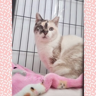 東京都の猫の里親募集 ジモティー