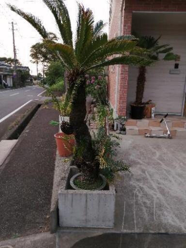 ソテツ