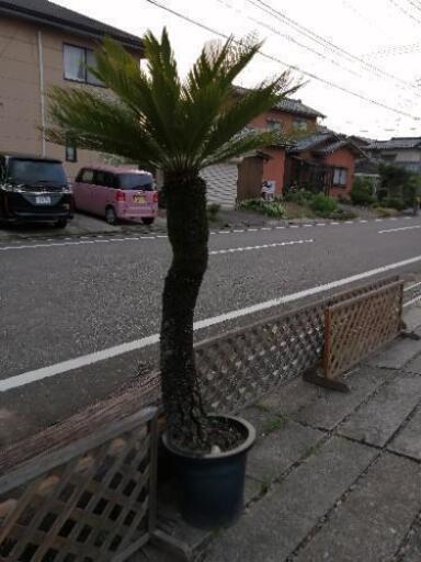 ソテツ　2
