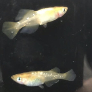 元気めだ係co クリアブラウンヒカリメダカ成魚2ペア 1計5匹 写真個体と同等のかわいいほっぺがピンク柄を選別します 元気めだ係co 栃木のその他の中古あげます 譲ります ジモティーで不用品の処分 元気めだ係co クリアブラウンヒカリメダカ成魚2ペア 1計5匹 写真個体と同等のかわいいほっぺがピンク柄を選別します 元気めだ係co 栃木のその他の中古あげます 譲ります ジモティーで不用品の処分